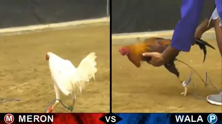 Hướng Dẫn Cách Chơi Đá Gà Sabong Tại CWin Từ Chuyên Gia